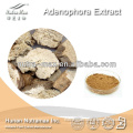 Nutramax Supply-100% Natural Radix Adenophora Extract Powder 4:1 5:1 10:1 20:1